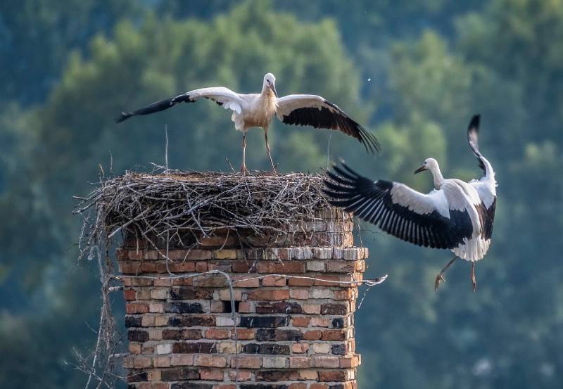 Professional Chimney Animal Removal Services in New Haven, Michigan
