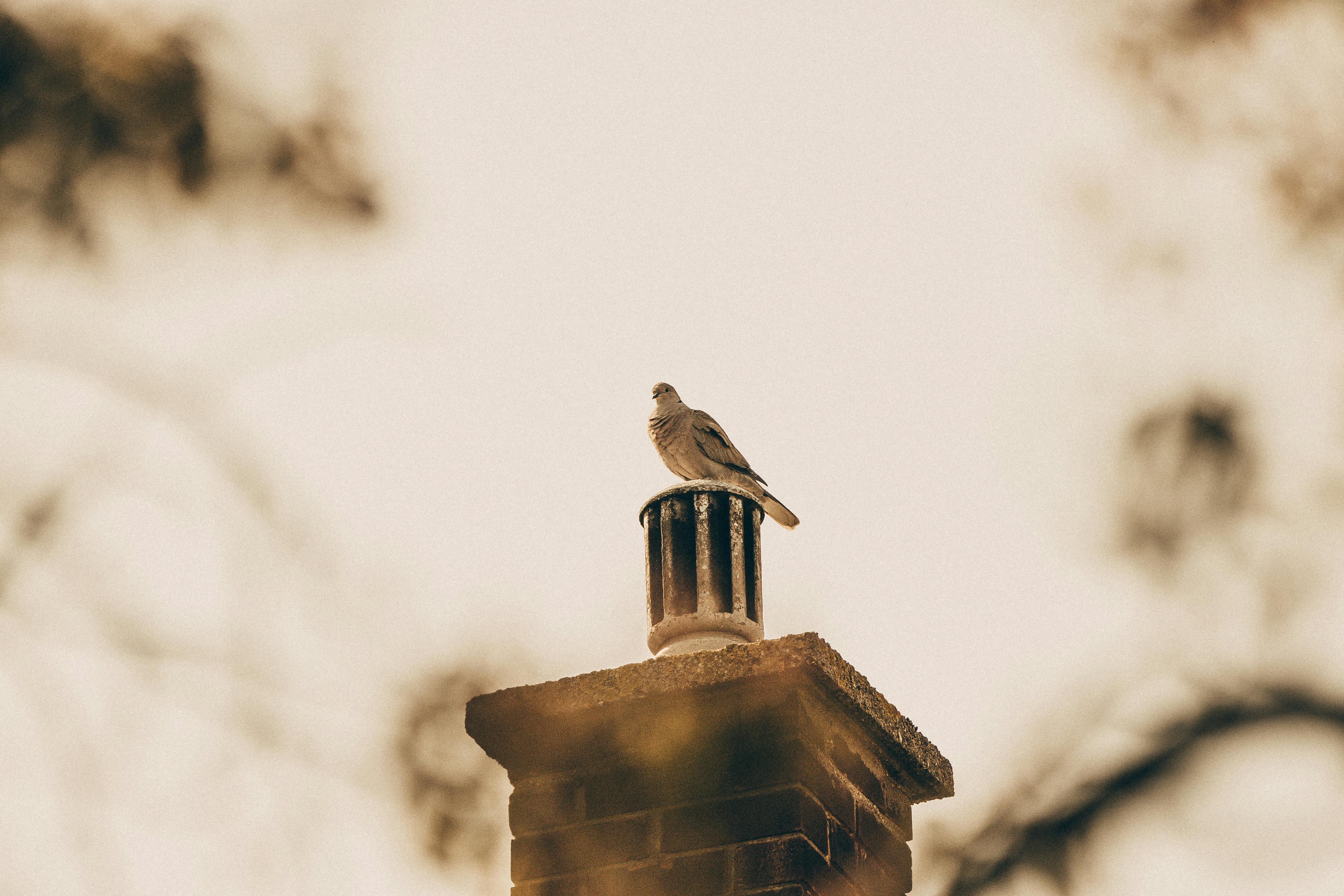 Expert Chimney Cap Installation in New Haven, Michigan
